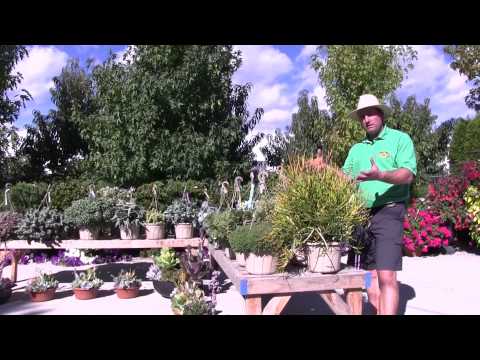 Tender Succulents: Part 6 - Unique Plants