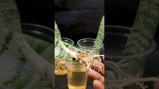 Unique idea for grow dracaena trifasciata plant at home from leaves || #highlights #shortvideo