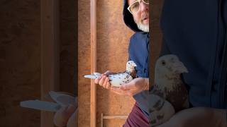 How to pair pigeons together to breed. #pigeons #kalapati #kobutor #pigeonlover #paloma