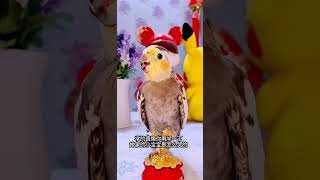 #内容启发分享计划 #喜爱度激励计划 #夏日萌宠大赏 #潮流生活热浪节 #parrot #birds