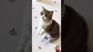 @bami_goon #shortsfeed #shortsvideo #funny #cats #foryoupageシ