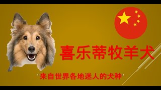#喜乐蒂牧羊犬　"来自世界各地迷人的犬种"