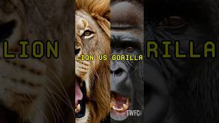 LION vs GORILLA
