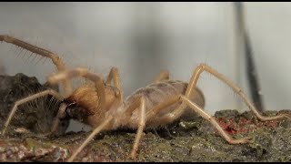 Egyptian Camel Spider Solifugae Buster is still Very Aggressive