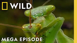 Ultimate Animal Countdown: Mating Rituals, Predators, & Daredevils | MEGA EPISODE | Nat Geo Animals
