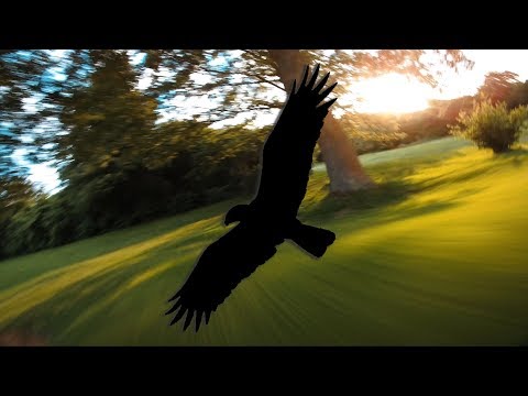 Embers 🔥 /tomˈfuːl(ə)ri/ | FPV Freestyle