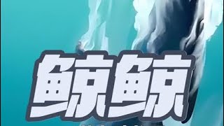 虎鯨：我是海洋街溜子，看誰不爽就揍誰。