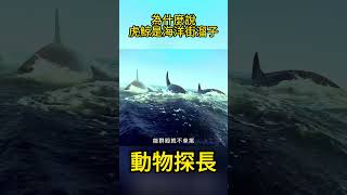 為什麼說虎鯨，是海洋街溜子？#動物世界 #虎鯨