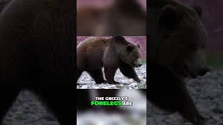 Unleashing Grizzly Bear Power  Nature's Strongest Predator