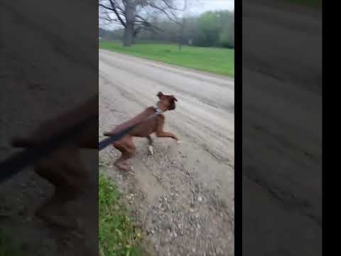 Donkey Laughs After Dog Gets an Electric Shock #donkeyfunny #donkey #dog #funnyvideo #viralvideo