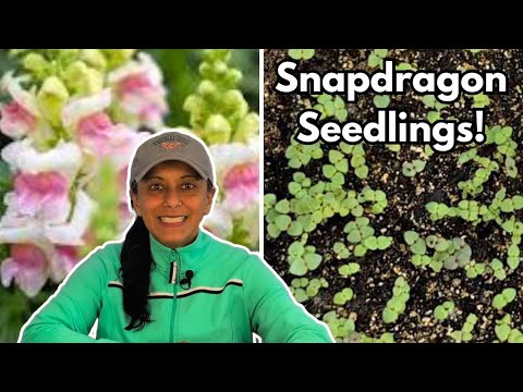 Snapdragon Seedling Care | Potting Up Snapdragons || Budget Gardening