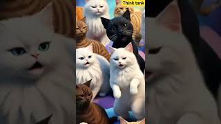 Different cats #cat#catshorts##shortsviral#shortsfeed#youtube#ytshorts#shorts#billi#dancingcat#short