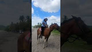 horses 🐎 #horses #animals #music #anime #beats #lofi #otaku #motivation #personalcross #animemusic