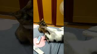【八寶粥】又在打架，真的很誇張 #貓咪#可愛#休閒#娛樂#