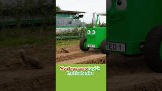 Blueberries 🫐 Sing Along Song 🎶 | Tractor Ted #tractorted #shorts #songsforkids