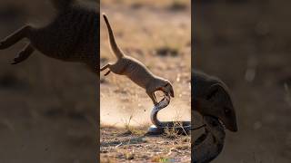 Mongoose vs Cobra 🐍⚔️ Who Will Win?#MongooseVsCobra #WildlifeBattle #AnimalFight #NatureShorts