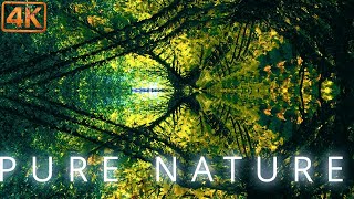 Floating Through Tree Dimensions |1h+ Trippy Nature Visuals 4K