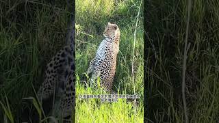 老鹰的实力到底有多强#野生动物零距离 #老鹰#野猪
