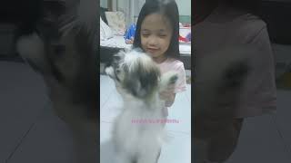 #dog #shihtzu #forkids #pets #petupdate