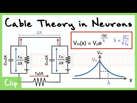 Cable Theory Model of the Neuron And Analysis Of The Space Constant Lambda (With Derivations) | Clip