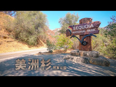 自驾美国加州美洲杉国家公园Sequoia National Park California世界体积最大谢尔曼将军树General Sherman Tree Road Trip in USA 4K