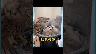红隼在大姐阳台孵蛋，大姐不仅免费提供吃住，还帮忙照顾孩子  #animals #万物皆有灵 #红隼  #pets