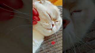 #babubuttscottishcat#scottishfold #cat #catlovers #catshorts #dojacat #cutecat #kitten #fyp #meowcat