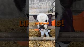 Top 10 pets with the longest lifespans! #top10 #animals #cuteanimals #cute #petlover