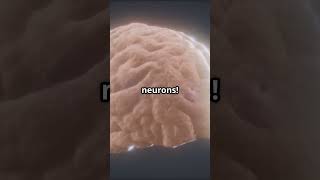 Mind Blowing Brain Facts in 60 Seconds