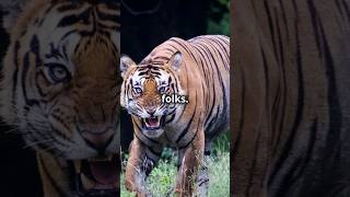 The Deadliest Man-Eater: Champawat Tiger #facts #animals
