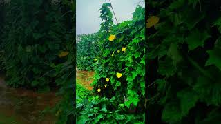 "Smart Farming Tricks That Are Changing Agriculture Globally! 🚀🌎"#agrifuture #futureoffarming