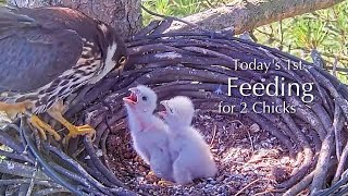 #4🦅🐥5°🐥5°／Falcon Nest 2025🇬🇧 Forestry England South Forest District／Powerd by WildlifeWindows