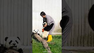 A Clingy Panda #panda #pandacute #pandacub