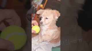 공 던져줭~ㅠㅠThrow the ball #dogtv #doglover #강아지티비 #pet #petlover