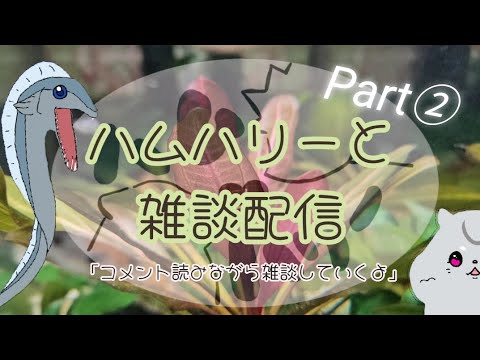 ハムハリー 雑談 ライブ配信