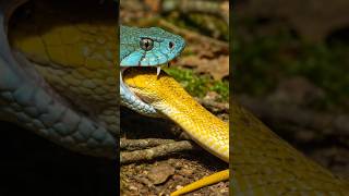 SHOCKING! Green Pit Viper Swallows Yellow Snake Alive #snake #animals