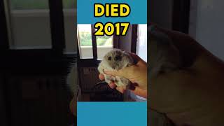 The Most Popular Meme Animals (then vs now)