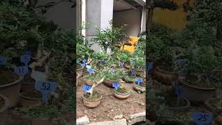 Bonsai #shorts