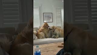 Happy dogs for your FYP.#happy#happydog#dog#funnyvideos#funnydogs#dogsoftiktok#cutedog#dogs