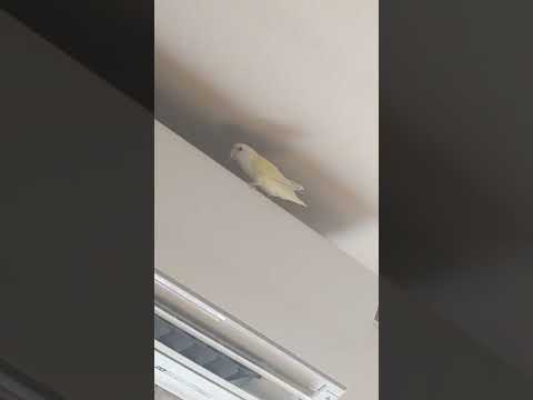 I like high places🐤🐤