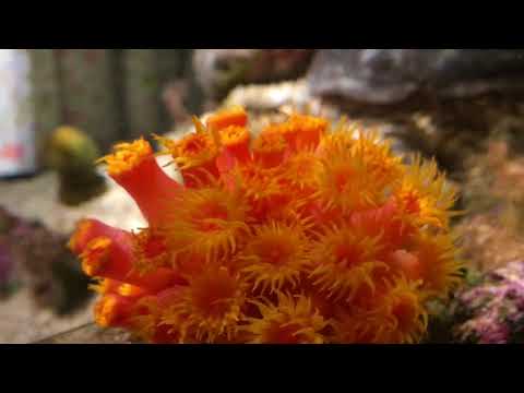 sun Coral