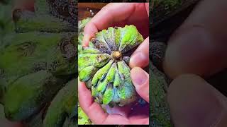 #shortvideo #fruitvideos #viralvideo #fruits #frutas
