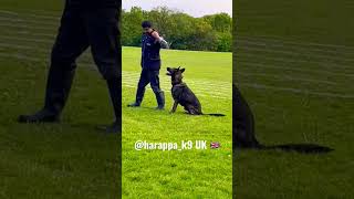 #dog #caninetraining #germanshepherd #dogtrainer #puppy #traineddogs #dogcommands #knpv #manchester