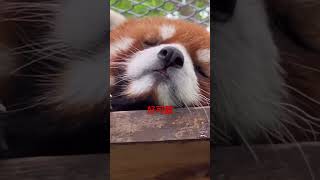 睡著的小貓熊😍，red panda sleep#小貓熊#小紅書#動物#shorts#redpanda