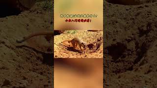 NINJA OMEGA SEC  |  新手挖SRC应该注意些什么？小白入门网安必看！ #黑客 #网络安全 #渗透测试