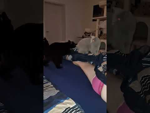 katzenfight Teil 1🫣🤣❤️