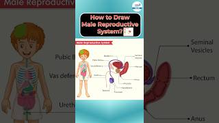 How to Draw Male Reproductive System? | #shorts #sciencediagram #biology #malereproductivesystem