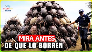 ¡Impactante Revelación! Agricultor Americano GANA MULTIMILLONES Con Este Poderoso Método- Documental
