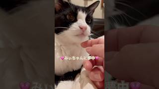 夢中#shorts#catshorts#うち猫の日常#猫#ねこ#cat#保護猫#元野良猫#猫のいる暮らし#ねこのいる生活#シニア#ハチワレ#かわいい#猫動画#猫のいる幸せ #catlovers#癒し