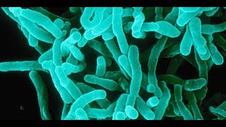 Microbiology of Microbial Genetics